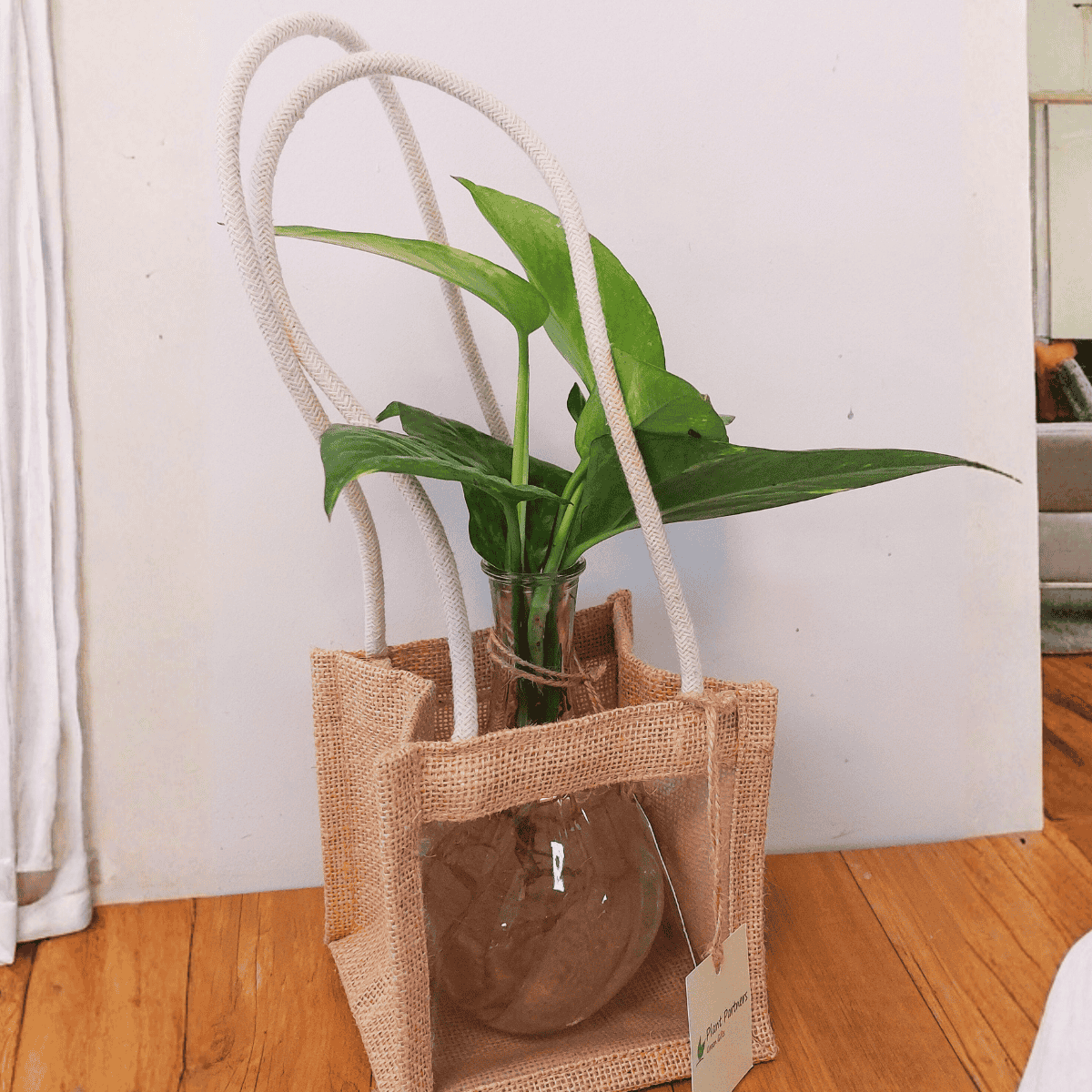 Money Plant with Glass vase