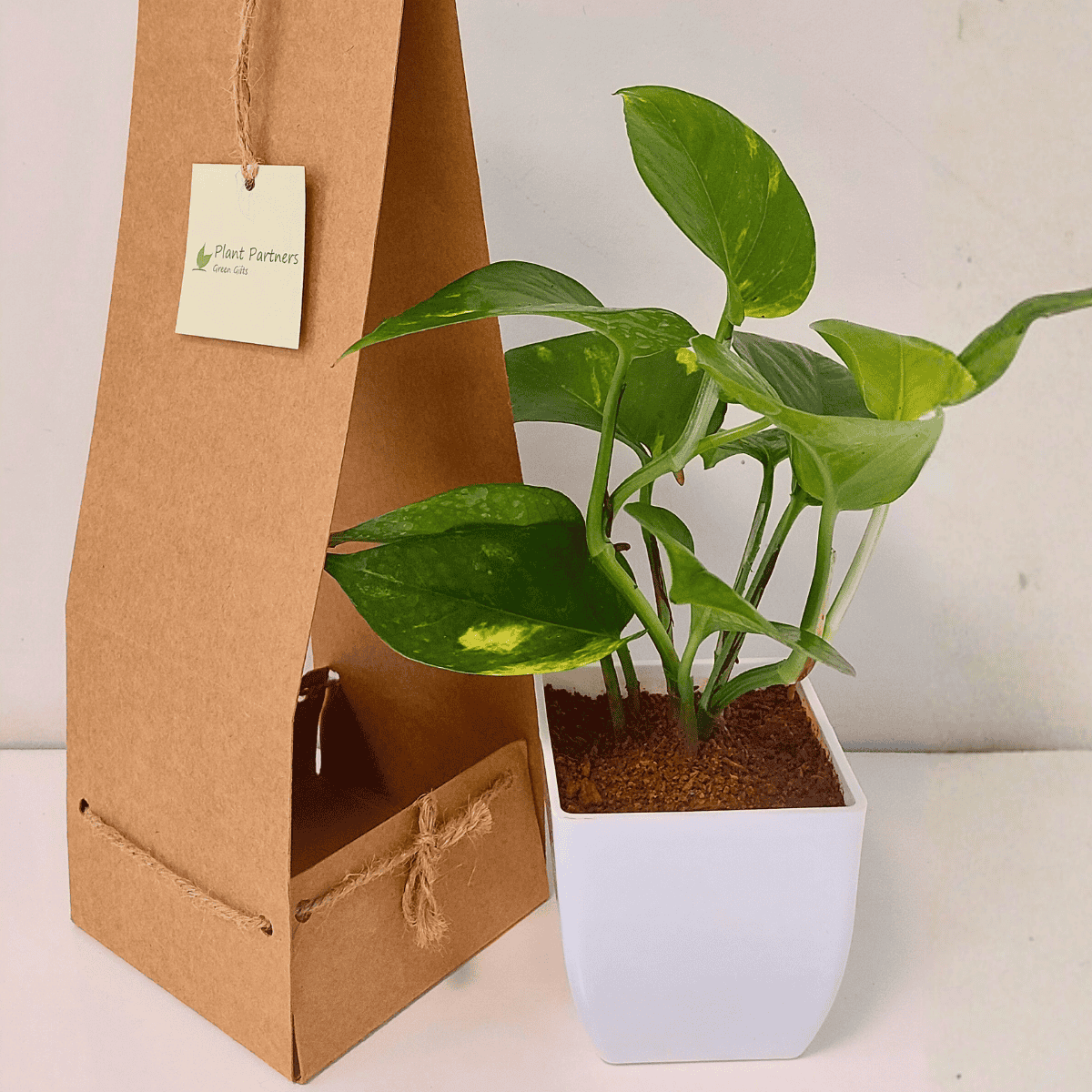 Money Plant with PVC pot