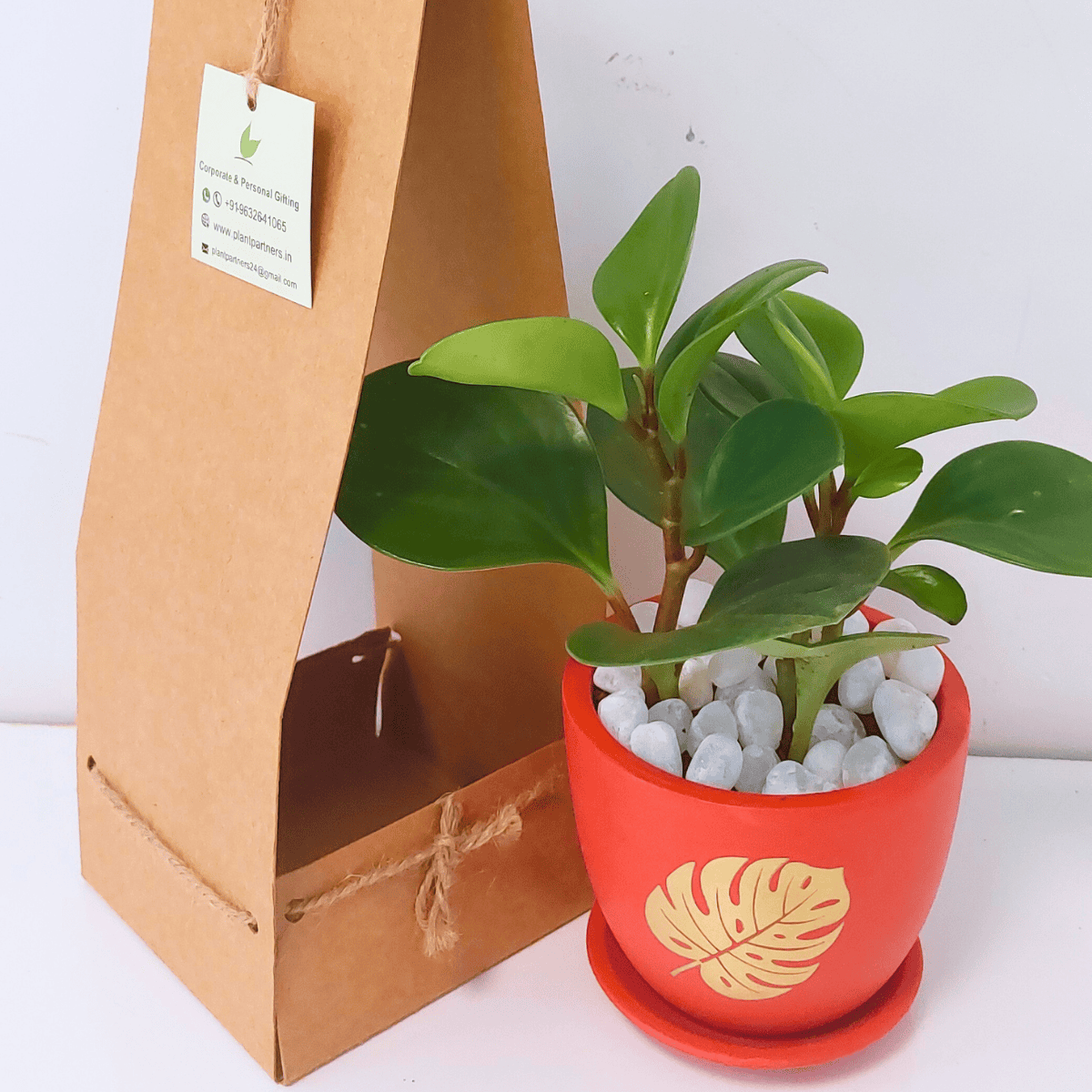 Peperomia Plant with terracotta pot
