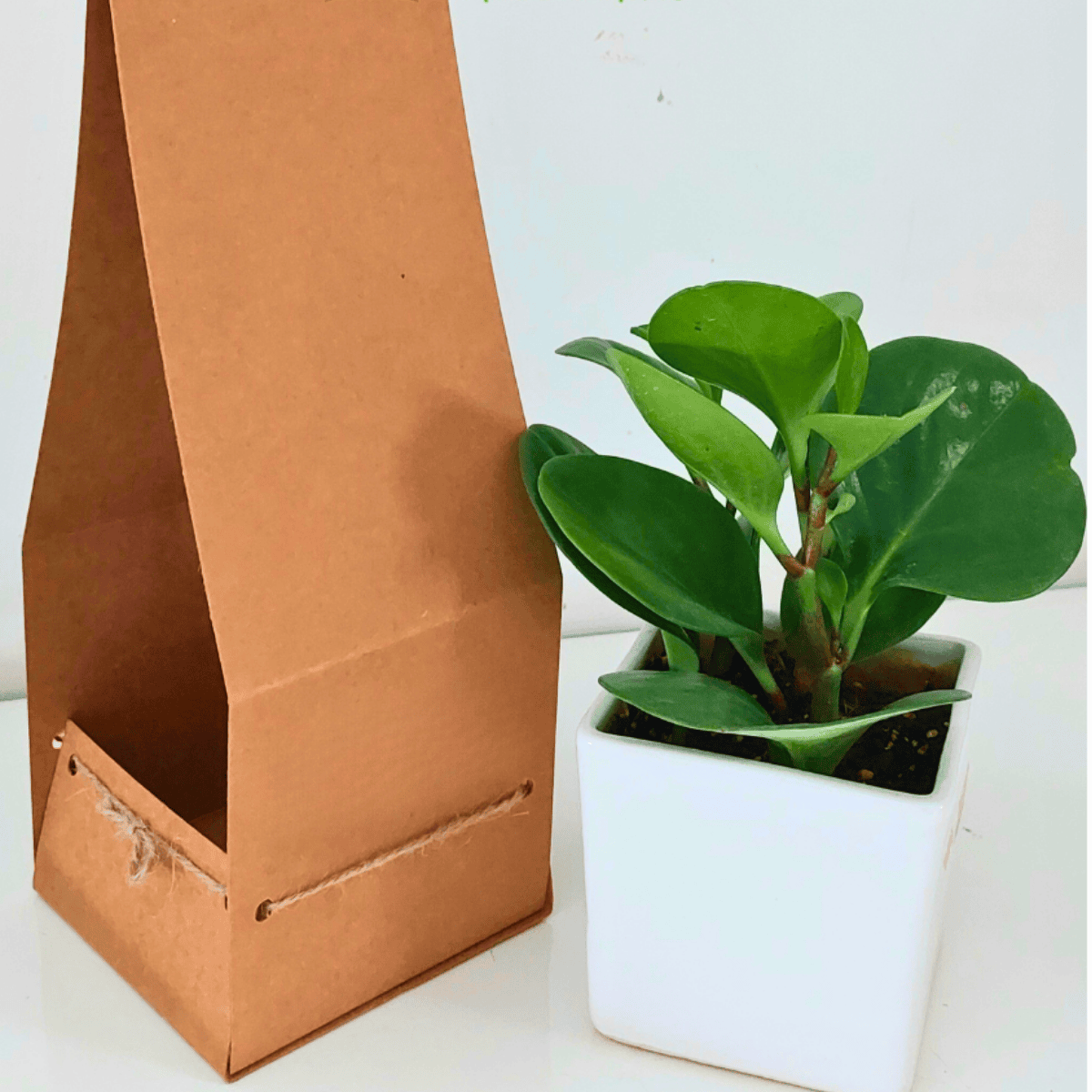 Peperomia Plant with square Ceramic pot