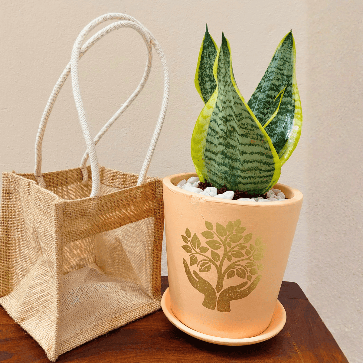 Terracotta Pot