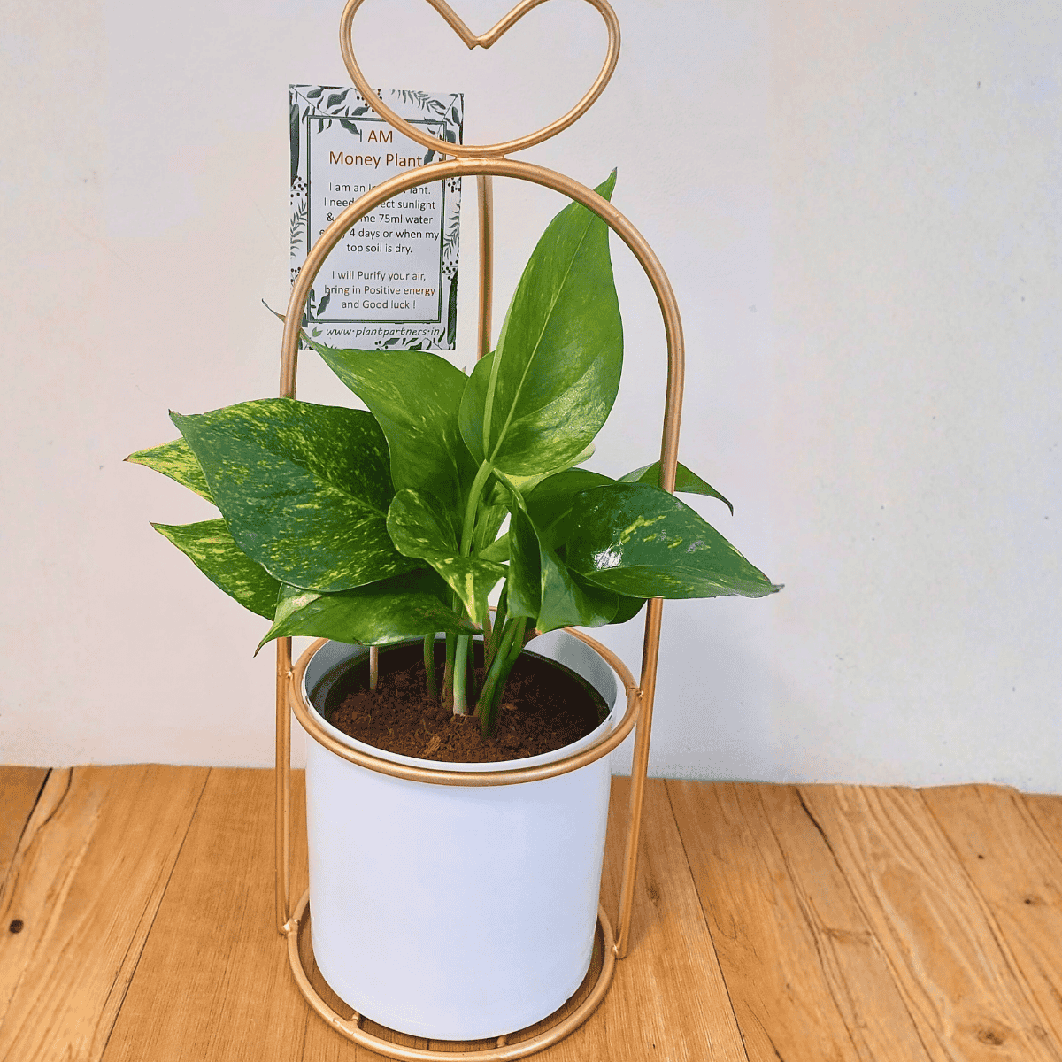 Money Plant in metal planter