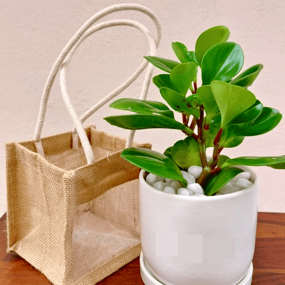 Ceramic Pot