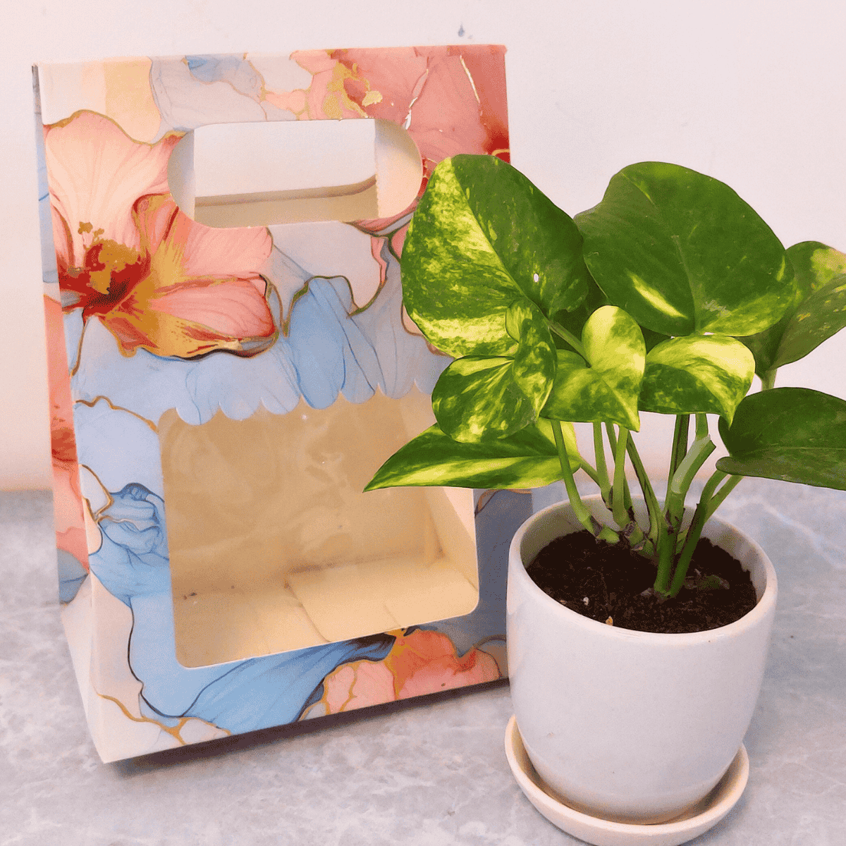 Money Plant with ceramic pot