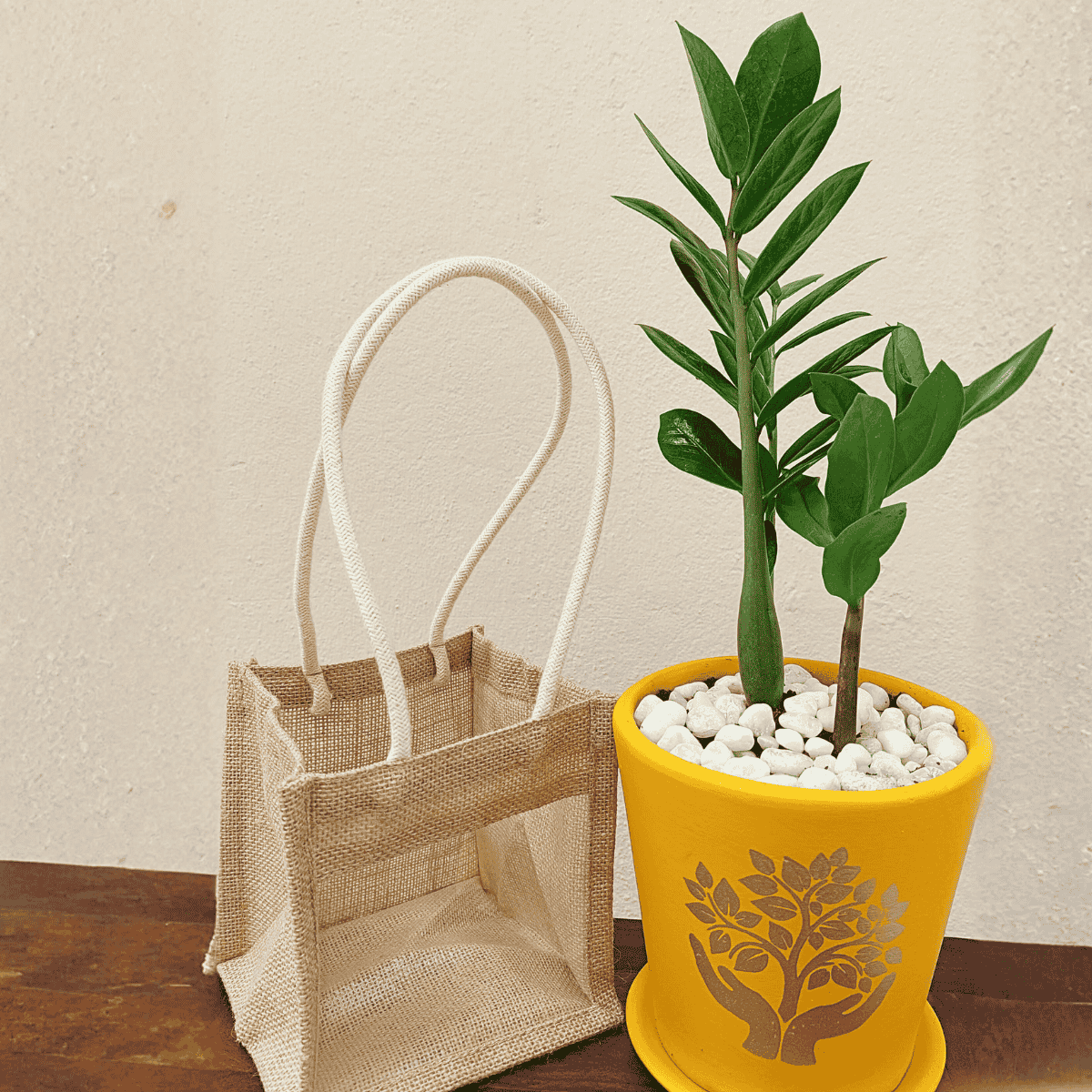 with Terracotta pot