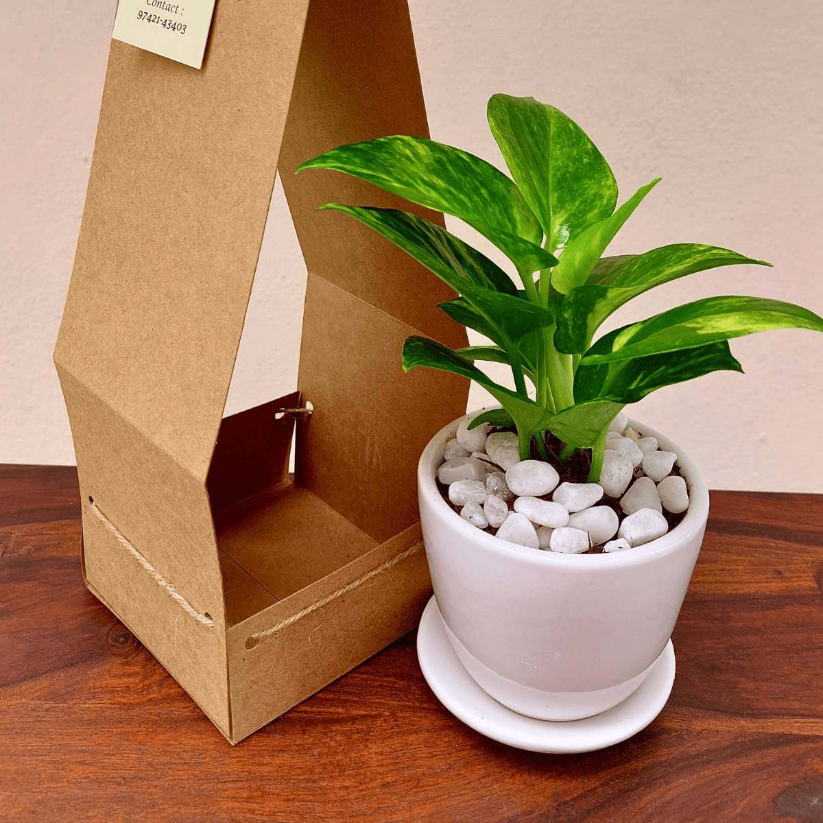 Money Plant