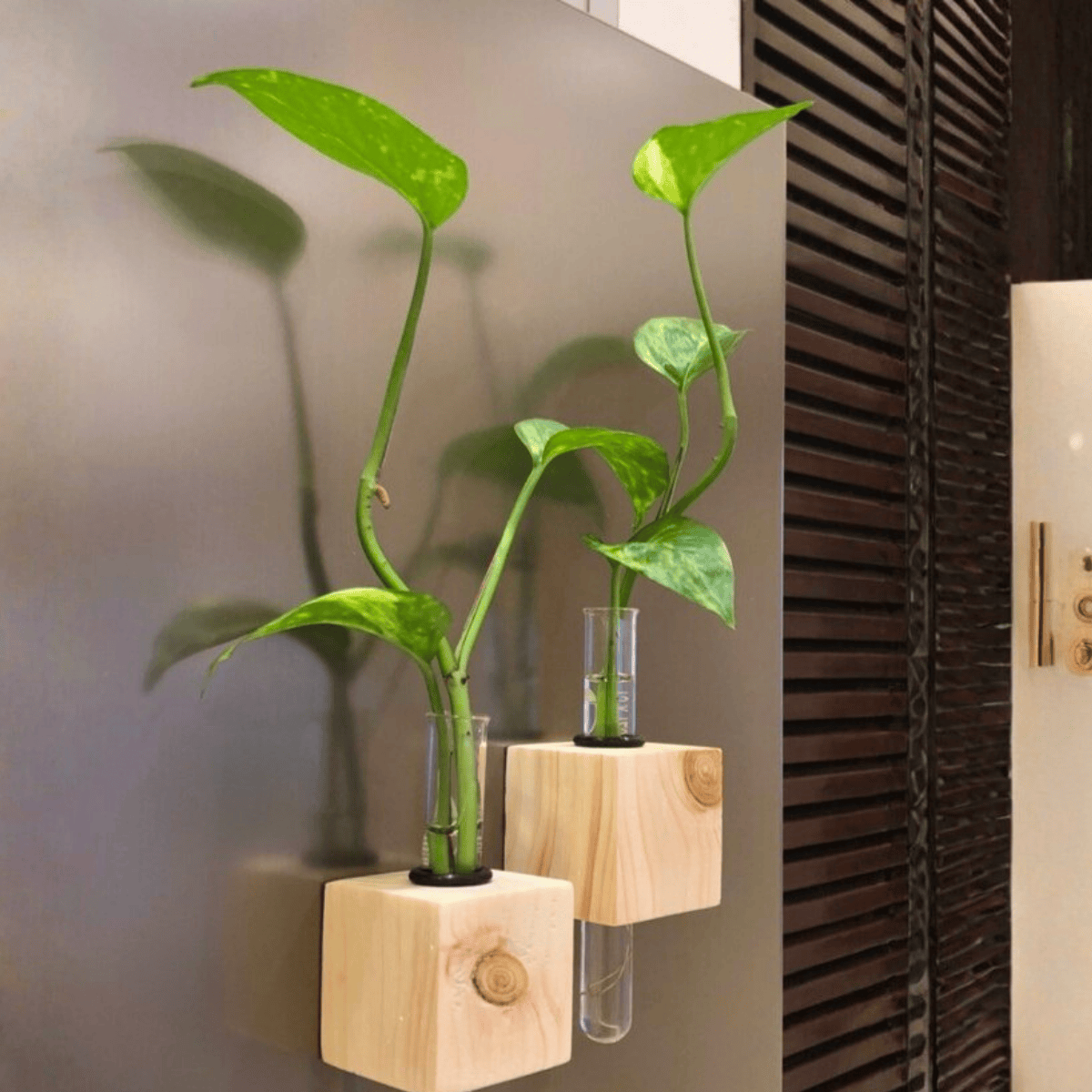 test-tube vase with money plant