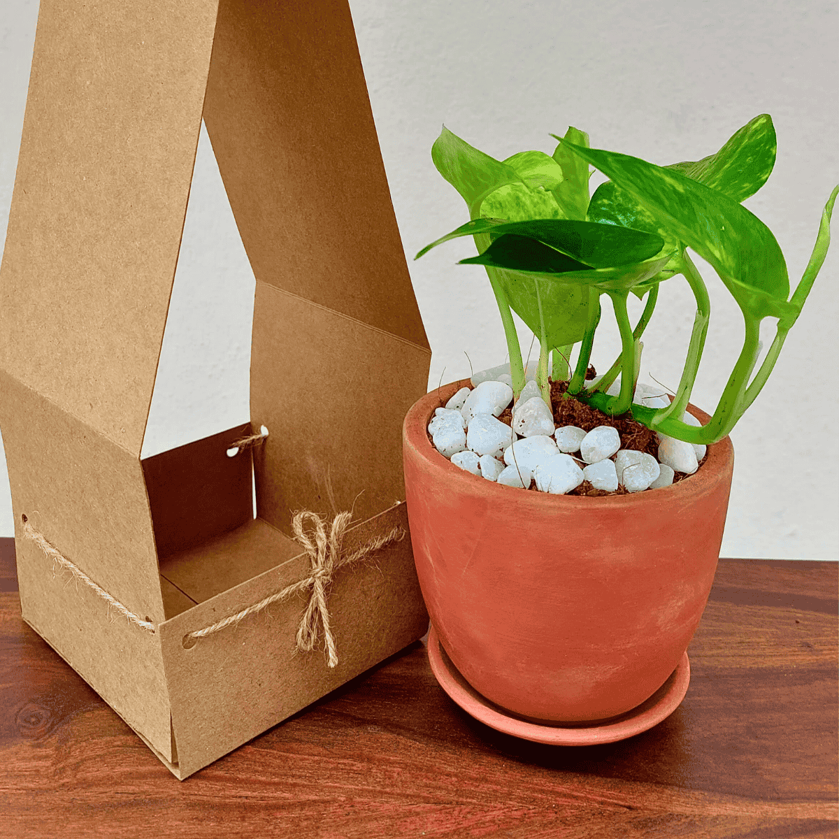 Money plant
